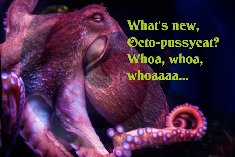 What's new octo-pussycat